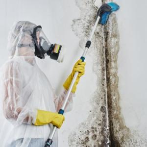 Virginia Beach Mold Mitigation