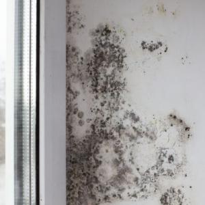 Virginia Beach Mold Remediation