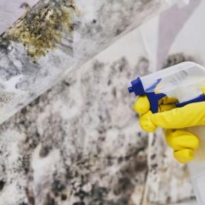 Virginia Beach Mold Eradication