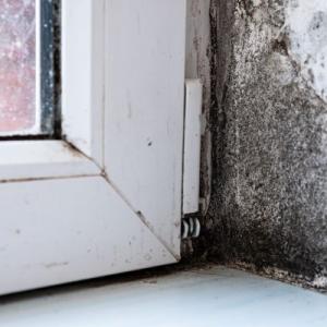 Virginia Beach Mold Treatment
