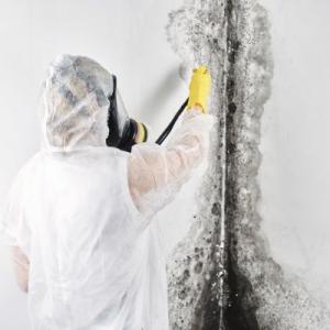 Virginia Beach Mold Elimination